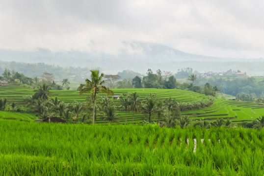 Calma Coliving at Jatiluwih, Bali #5